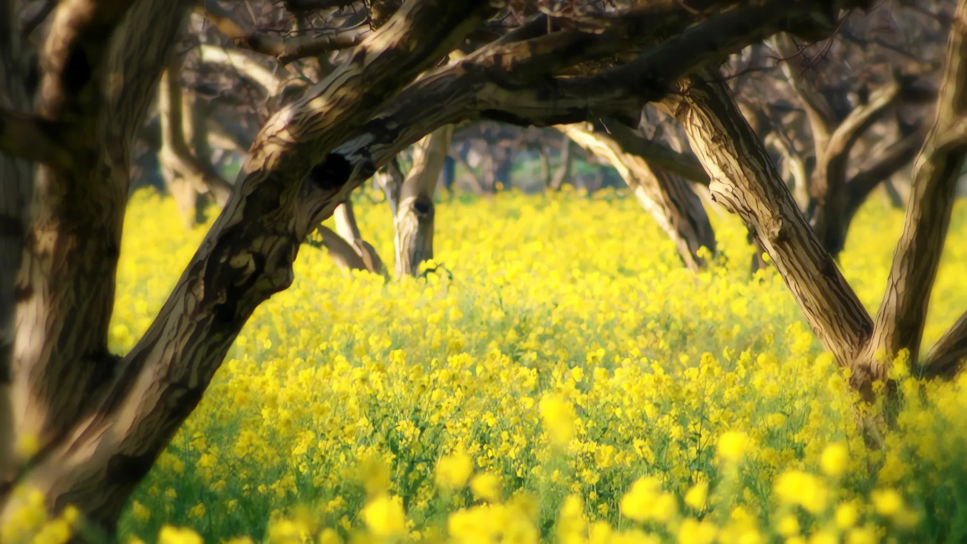 ¿Qué esconden las flores amarillas? Un misterio que florece en el corazón de la gente