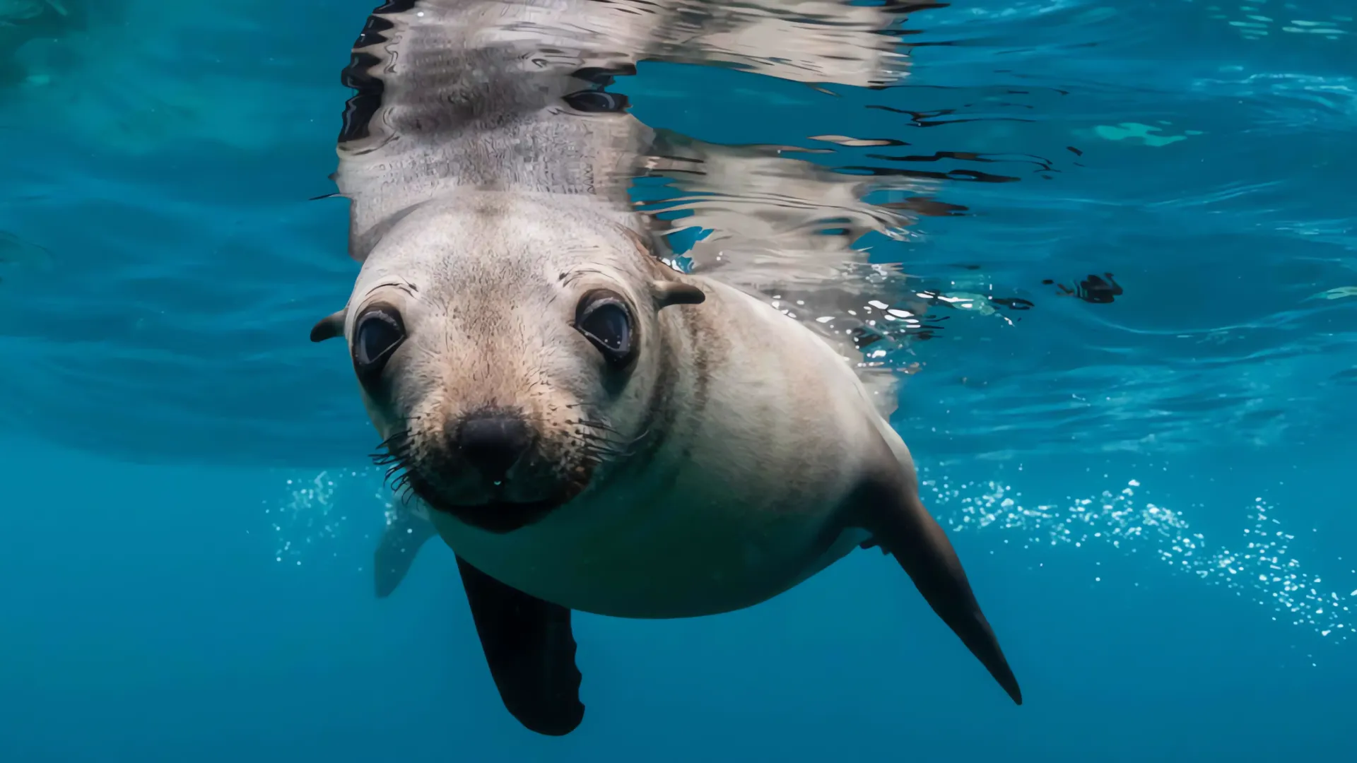 León Marino ataca a nadador en playa de San Diego