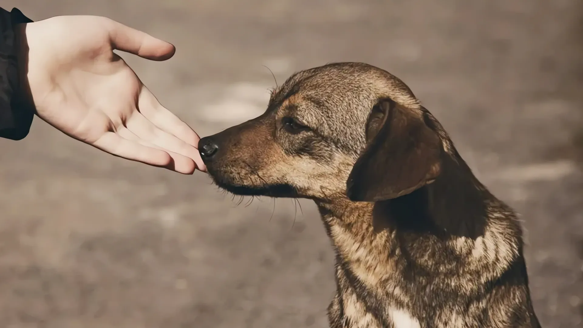 ¡Indignación en Tlaquepaque! Mujer arrastra a perro por las calles