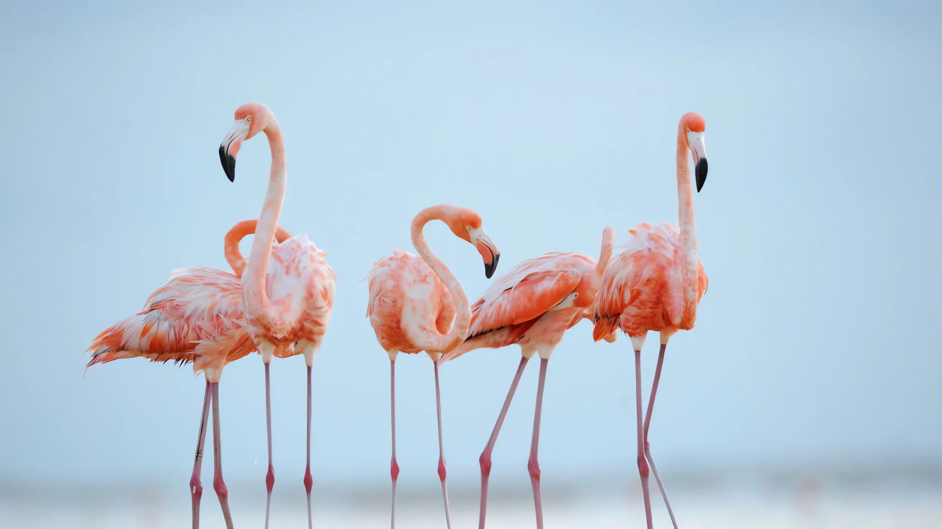 Flamencos machos del Zoológico de San Diego dan la bienvenida a un polluelo