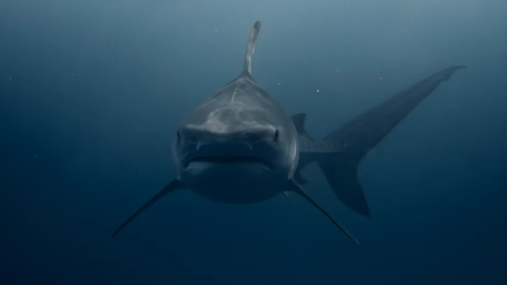 Tiburón bebé hallado en lago de Florida tras huracán Helene