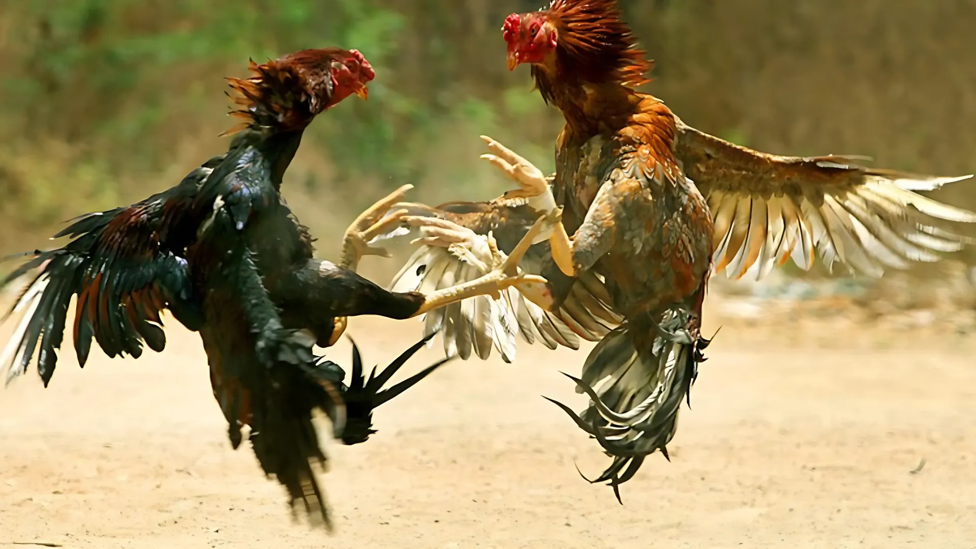 Ayuntamiento de Nogales acatará reglamento contra peleas de gallos