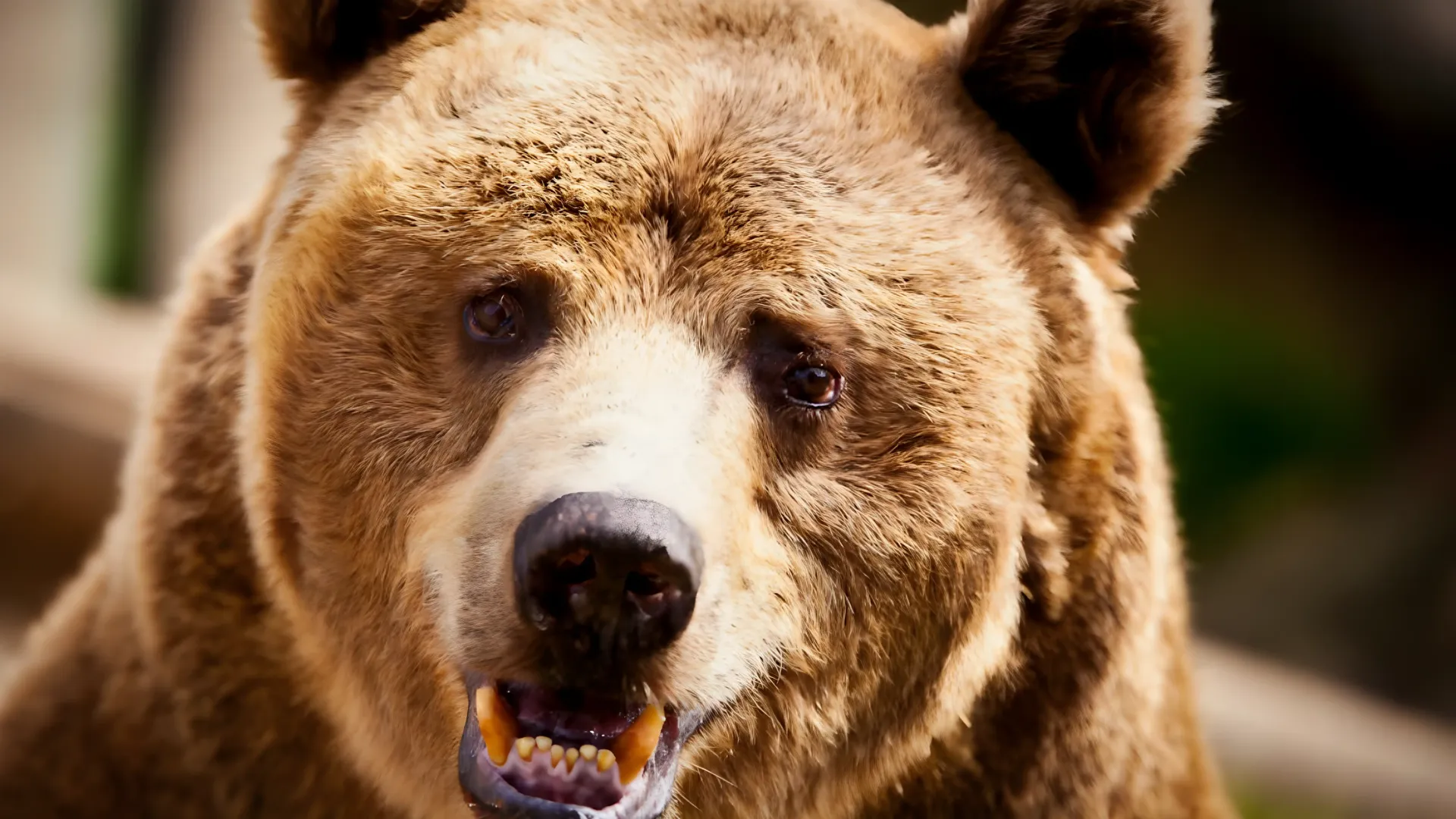 ¡Oso en la UANL! Captan a un enorme animal bajo la lluvia en el campus Mederos