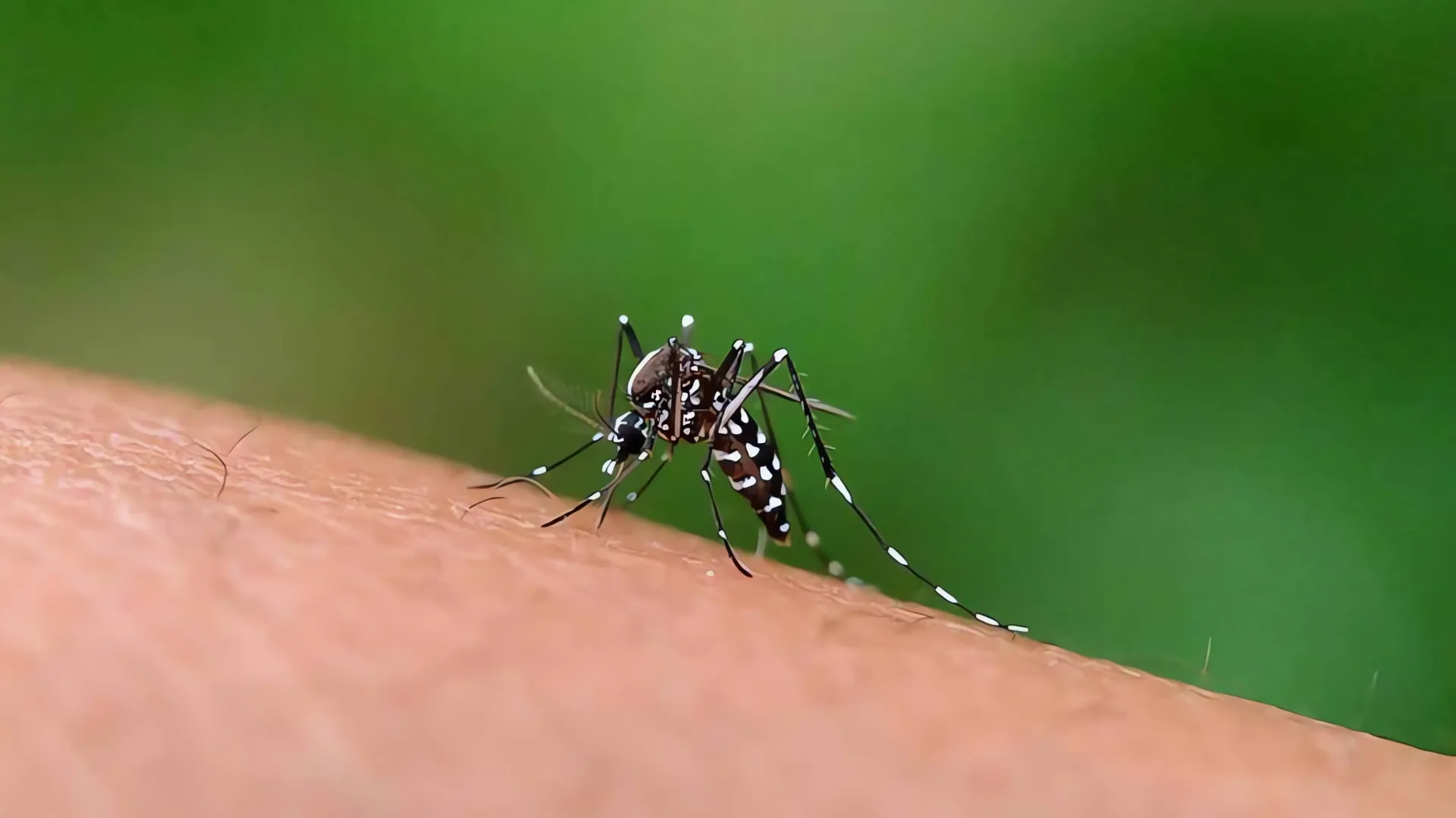 Dengue en Nuevo León alcanza niveles críticos con casi 5,000 casos