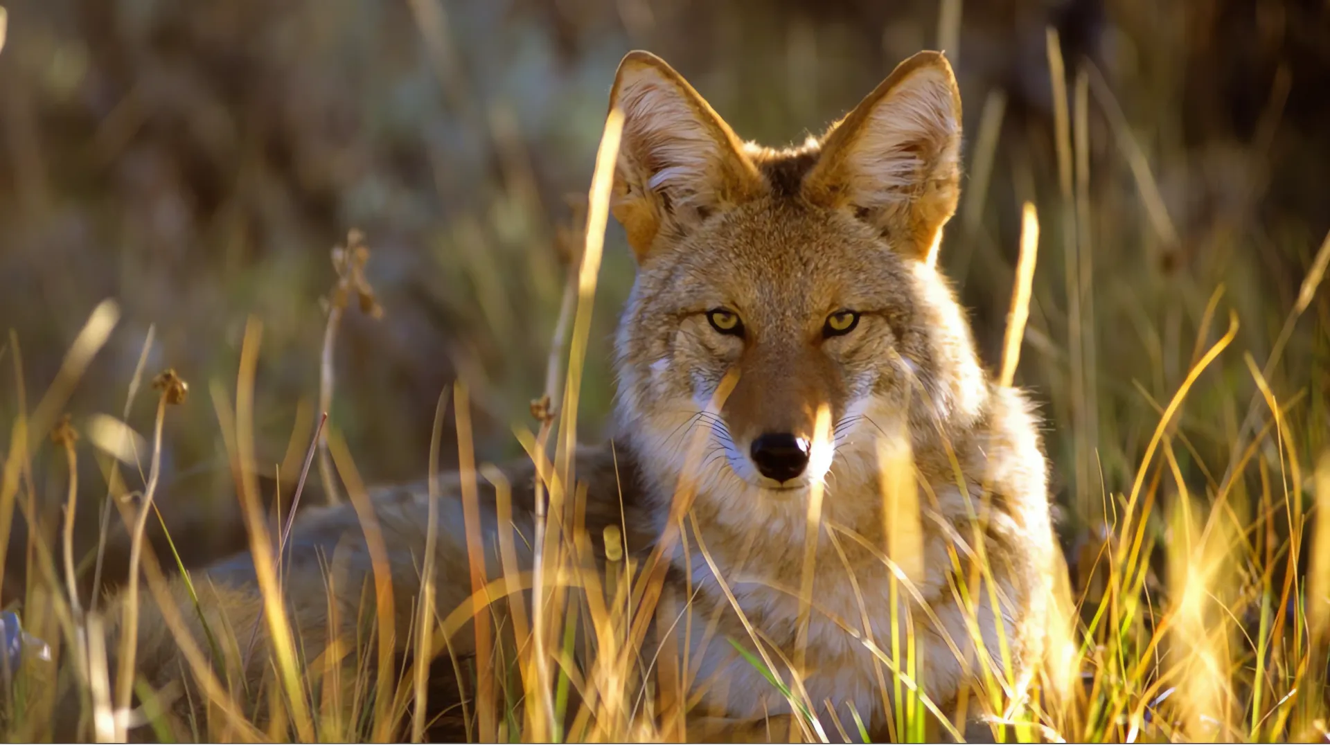 Coyote agresivo eliminado en San Francisco tras múltiples ataques