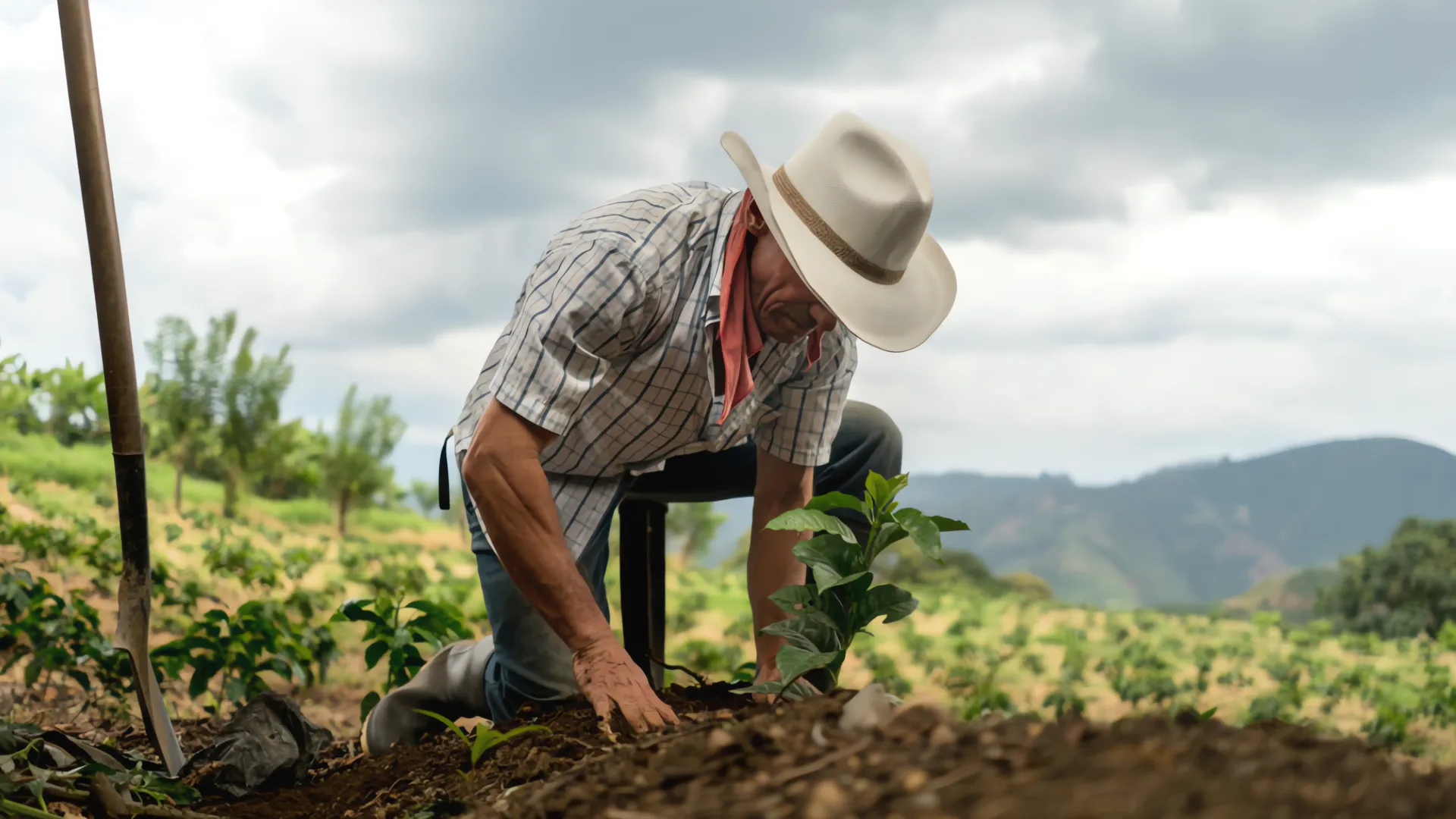 Programa 'Sembrando Vida': 6,250 pesos de apoyo para agricultores en México