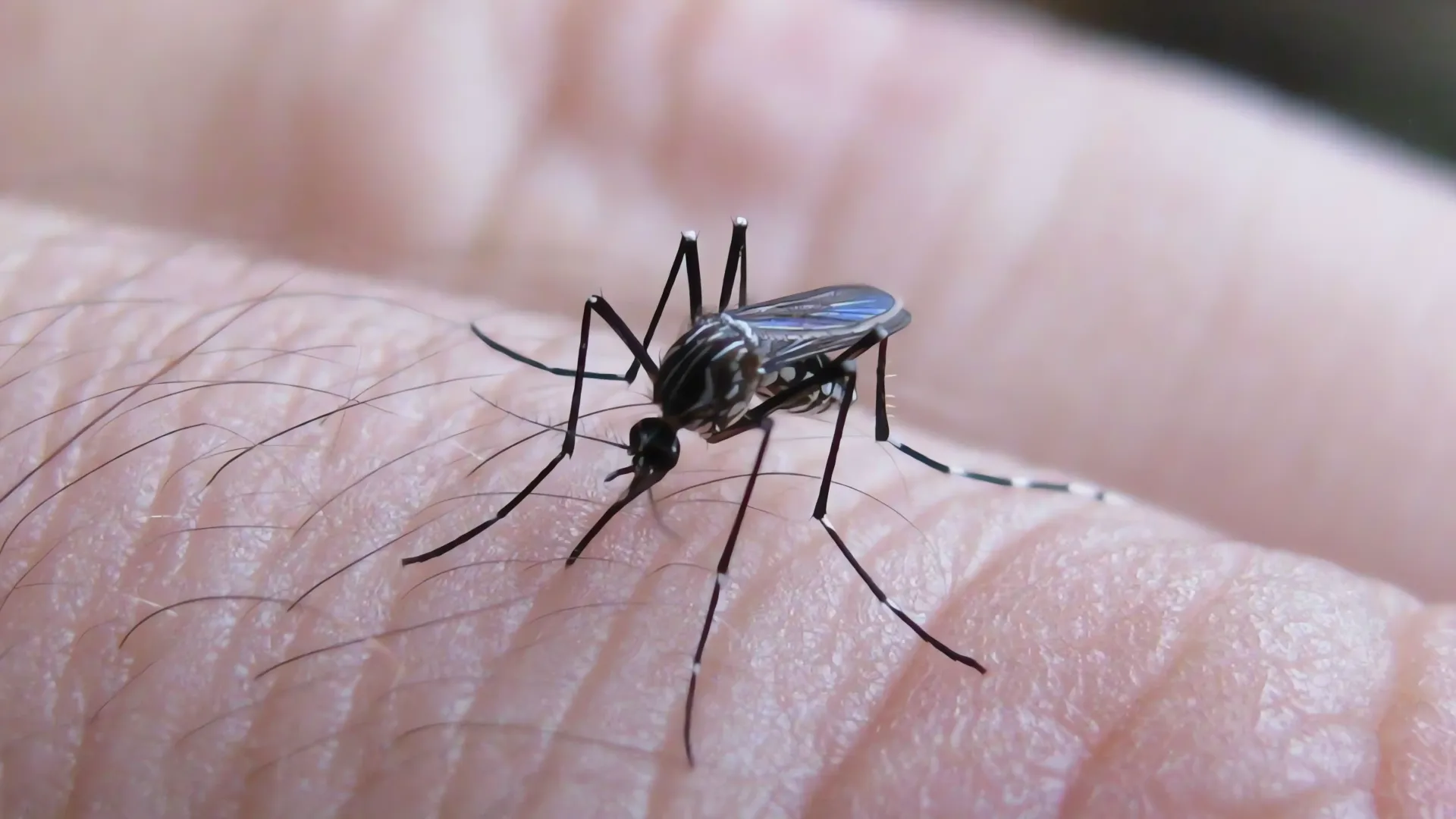 Dengue se  propaga en Los Ángeles, ¿qué medidas tomar?