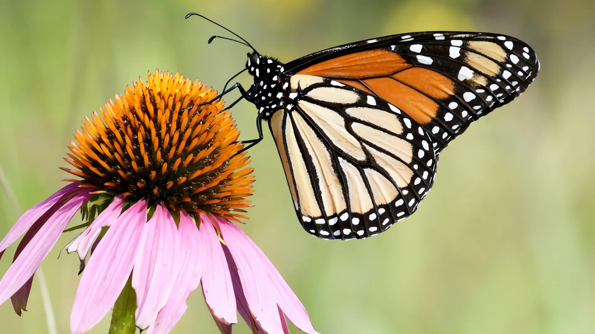 ¡Monarca ya está en México! Mira dónde ver este espectáculo natural