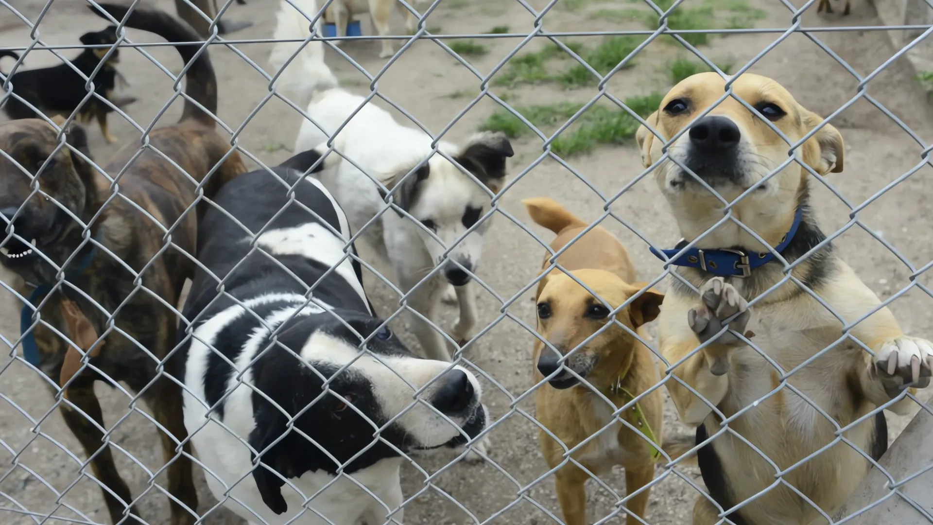 Centro de rescate de animales en Arizona bajo investigación por condiciones deplorables