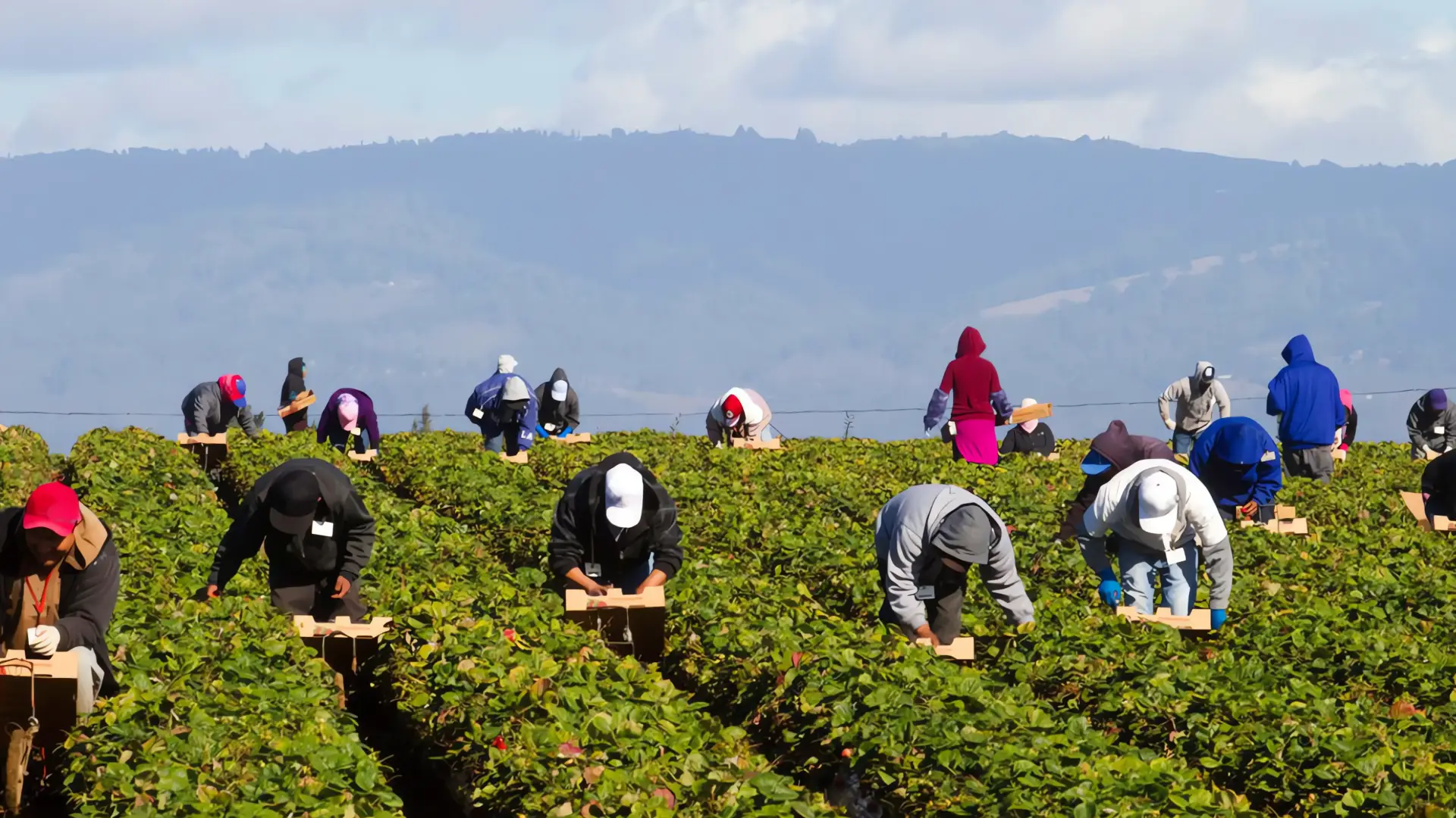 Temor a deportaciones masivas amenaza a trabajadores agrícolas en California