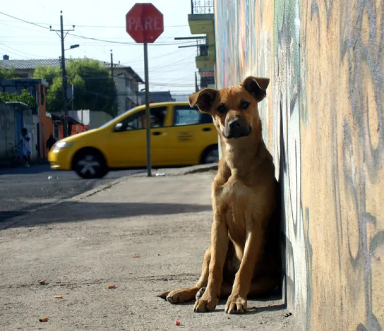 En Nogales ‘Un perro por cada siete habitantes’