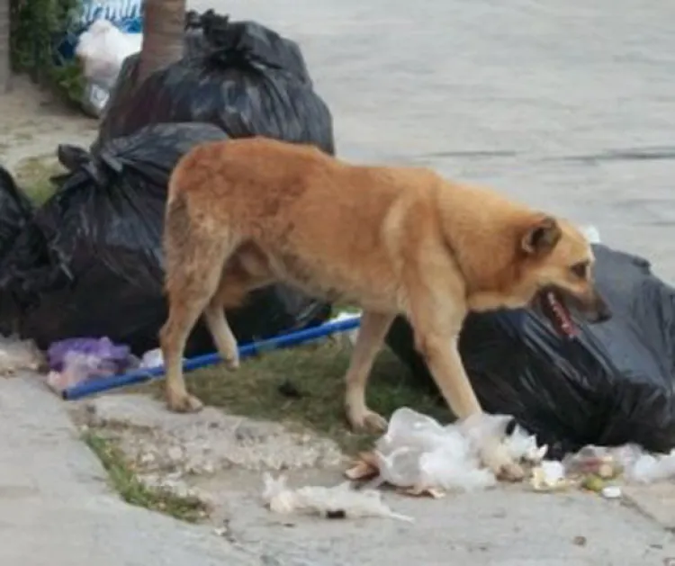 Aumentan ataques  de perros en Ímuris