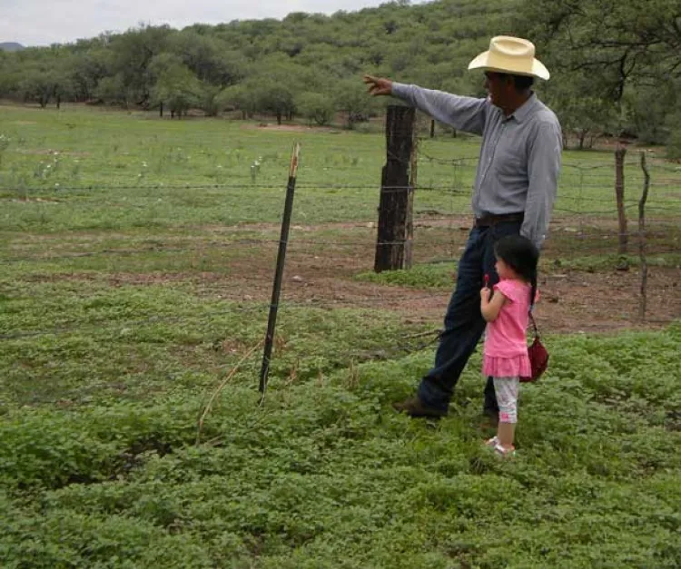 Cabañuelas, tradición vigente  para planear siembra y cosecha