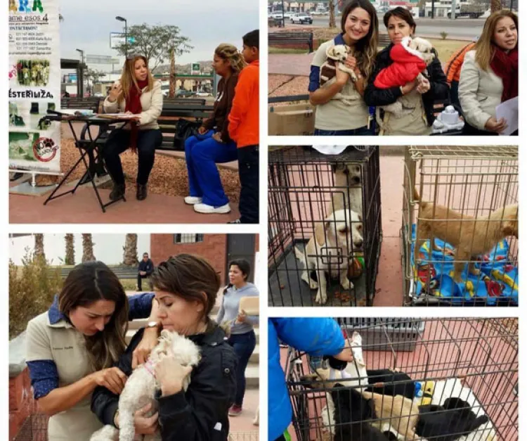 Realizan  hoy jornada  de adopción  de mascotas