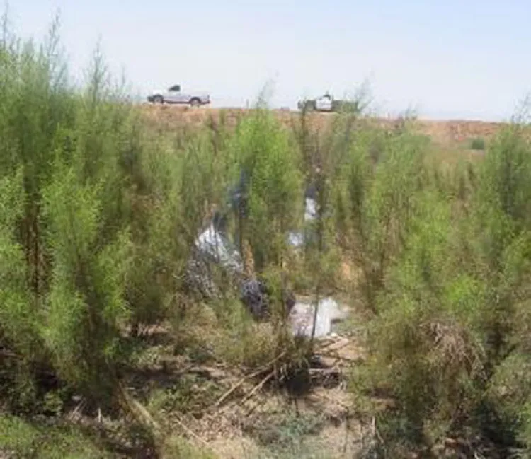 Hallan en hieleras cuerpos calcinados