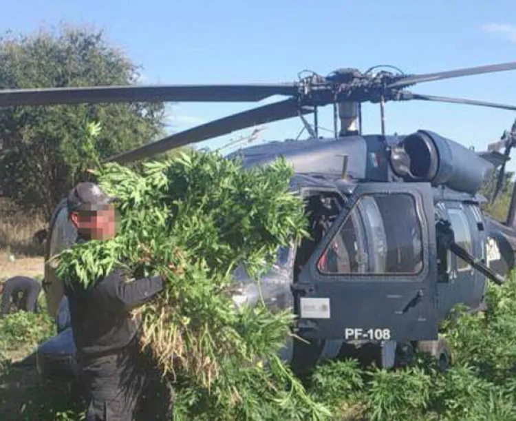 Destruye PF dos plantíos de ‘mota’ en Álamos