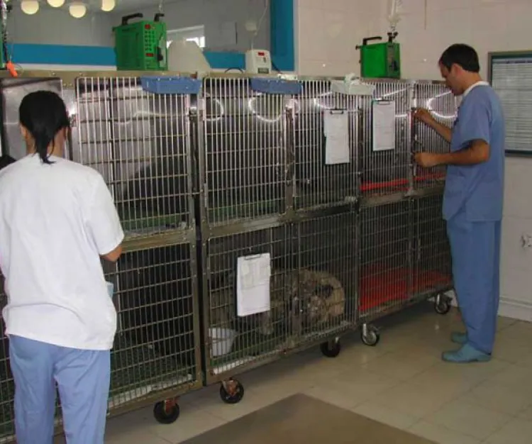 Detectan cuerpos de  perros congelados en  consultorio veterinario