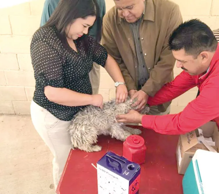 Arranca Semana de Vacunación Antirrábica