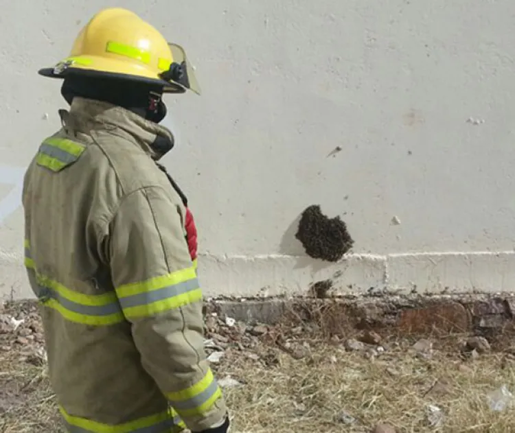 Causa problemas  el control de abejas:  Bomberos de Nogales