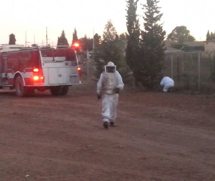 Atemorizan abejas en Cananea