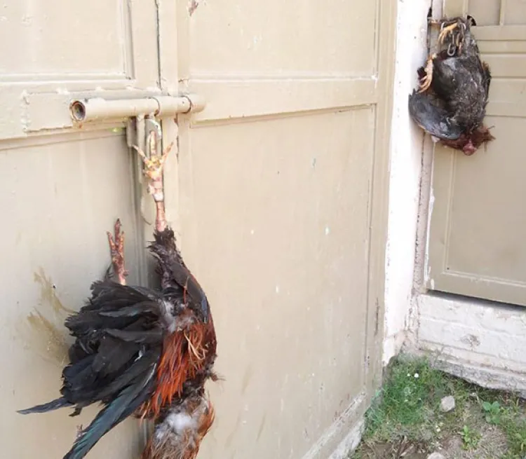 Cuelgan en centro social varias aves sacrificadas