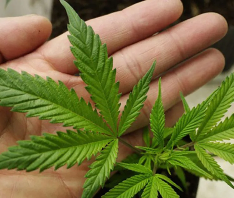 ‘Traerá más violencia 28 gramos de marihuana’