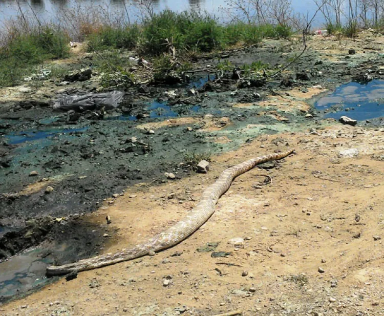 Muere serpiente en  aguas contaminadas