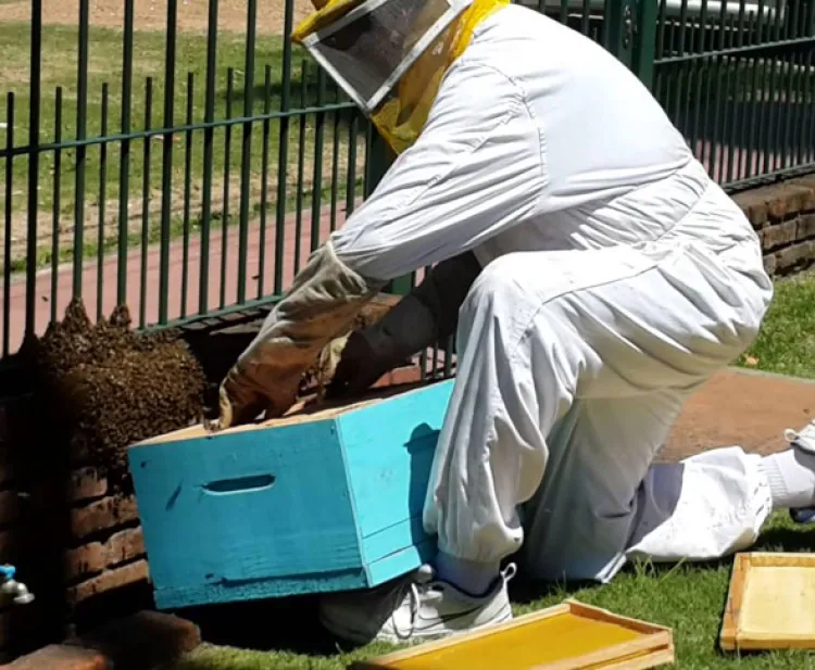 Protegerán a abejas  productoras de miel