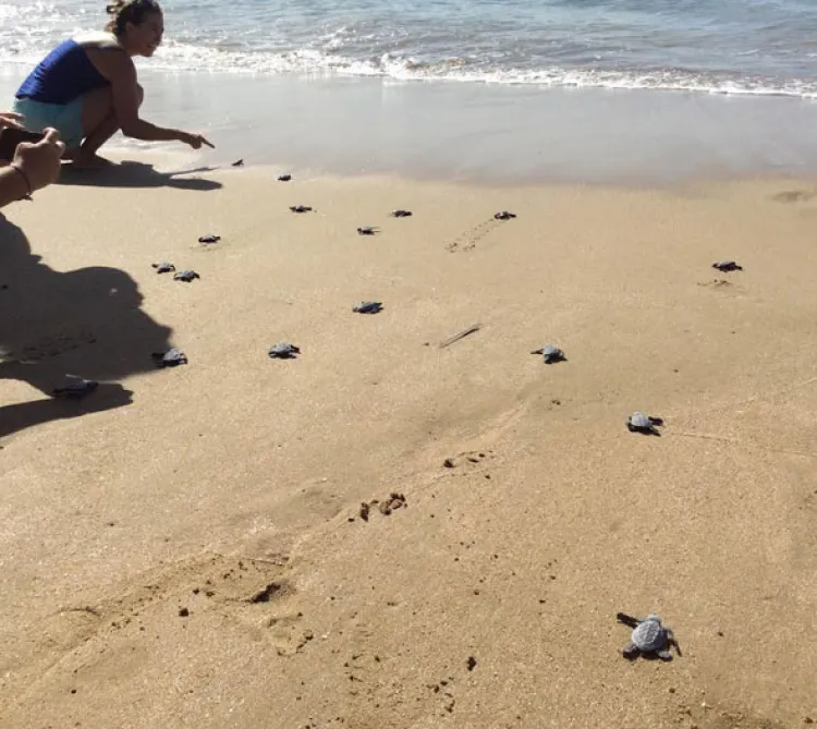 Llaman a cuidar a las  tortugas en su día