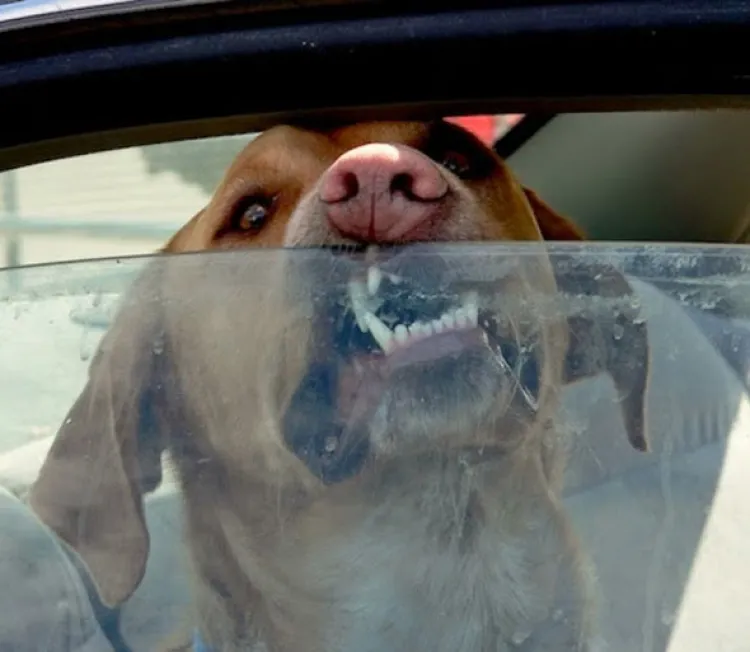 Llaman a no dejar a personas y animales  dentro de autos