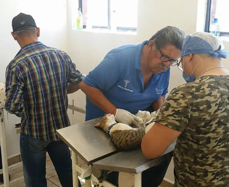 Llevan a mascotas a esterilizar