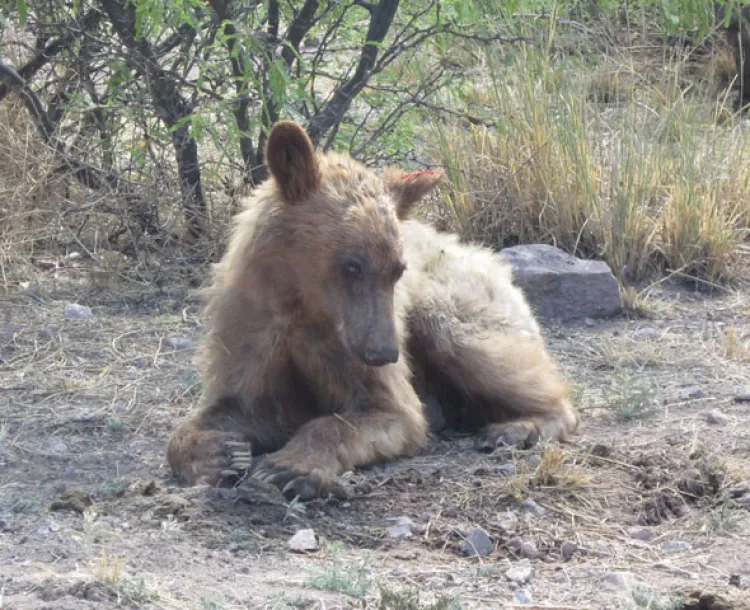 Aparece oso en el campus del Cochise College