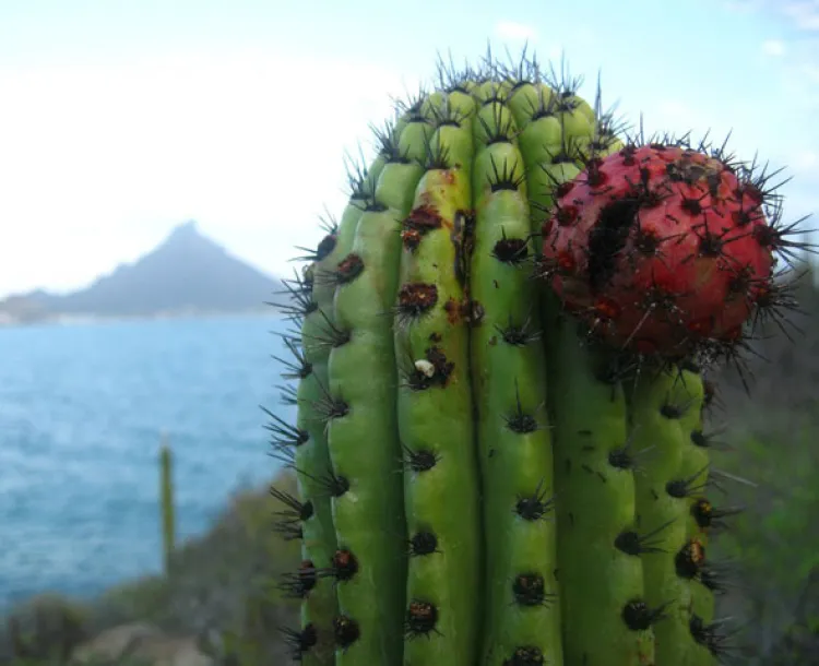 Pitahaya contiene atributos benéficos  para la salud: CIAD