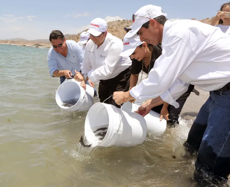 Liberan crías de totoaba para su preservación