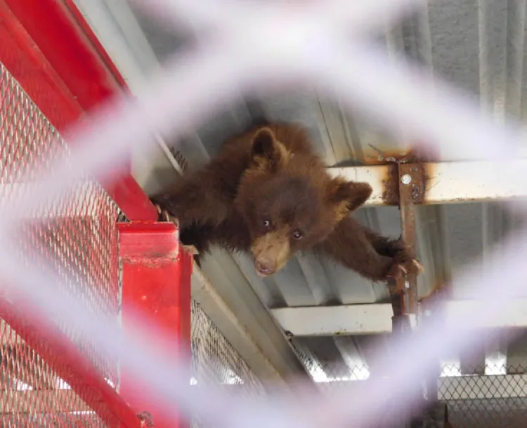 Bomberos de Nogales buscarán capacitarse en manejo de animales salvajes