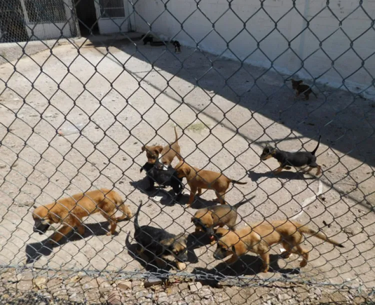 Sacrifican a la semana  40 perros callejeros por sobrepoblación