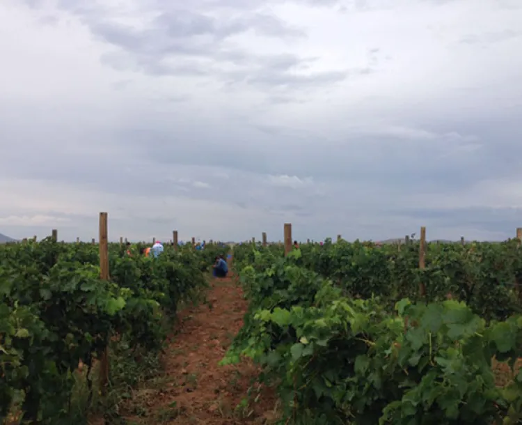 Prepara Cofetur la Ruta del Vino