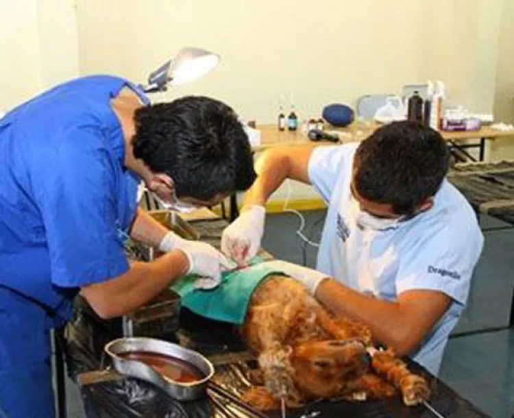 Preparan campaña de esterilización  en el Club de Leones-Nogales