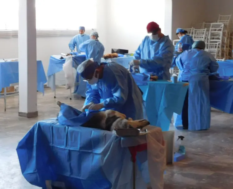 Veterinarios celebran su día con jornada de castración