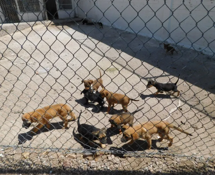 Hoy en La Mesa jornada de castraciones