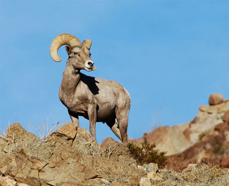 Tiene alta demanda borrego cimarrón en Sonora