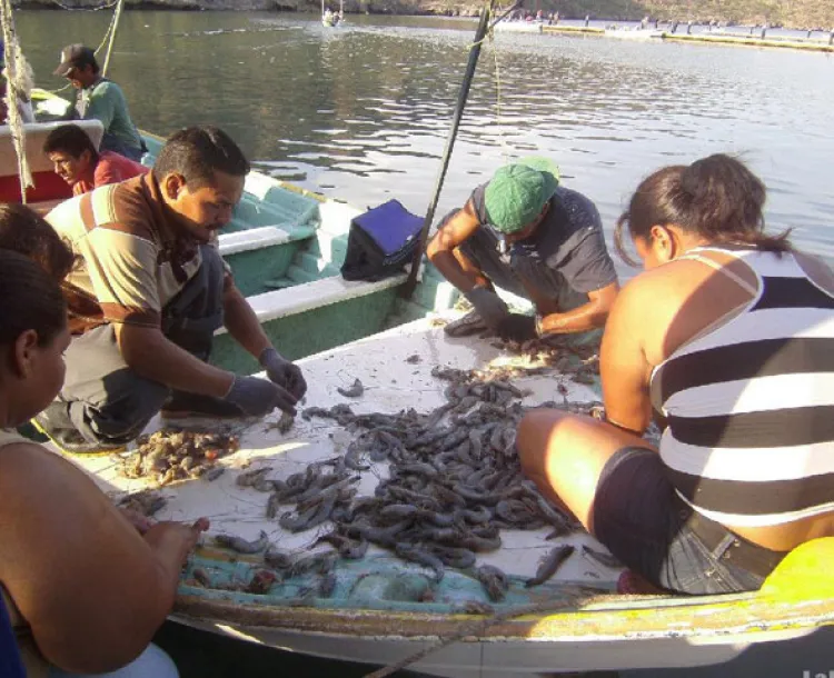 Inicia temporada de captura de camarón en Sonora