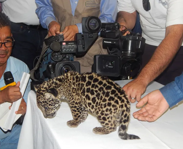 El Jaguar Sonorense se reproduce en cautiverio en el Centro Ecológico