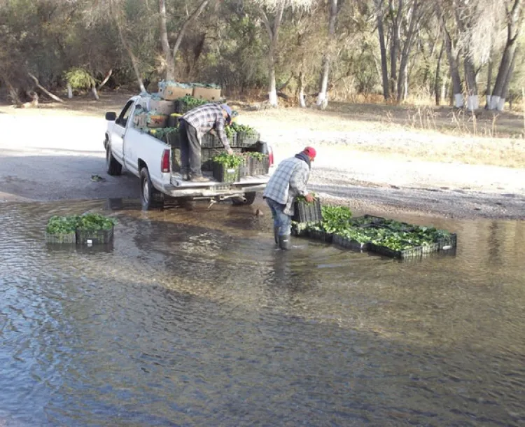 ‘Horticultura todavía  rentable en la región’