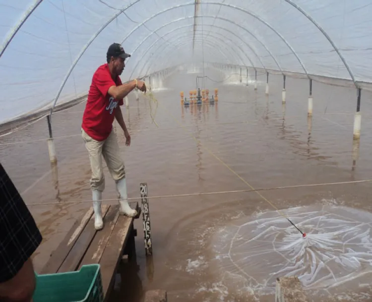 Los campos de camarón de cultivo están en veda sanitaria: Sagarhpa