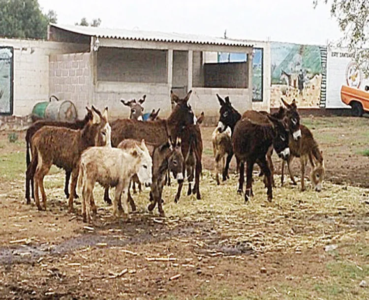 El burro mexicano, ¿también en peligro de extinción?
