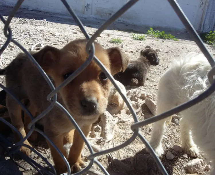 Son adoptados solo 5 de cada 20 perros