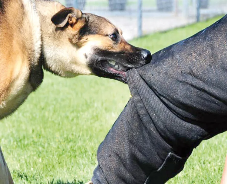 Aumentan ataques de perros