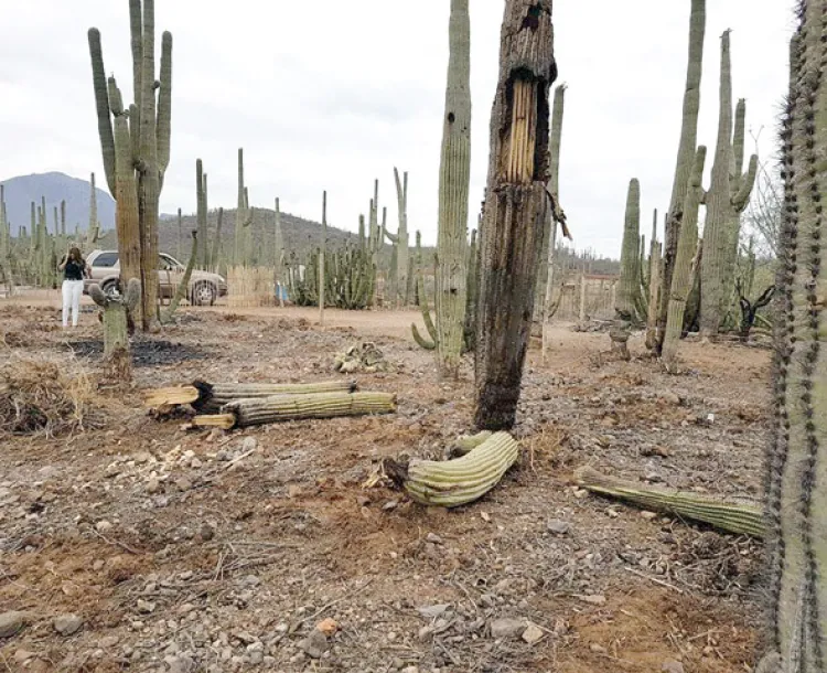 Esperan desalojo de reserva El Sahuaral