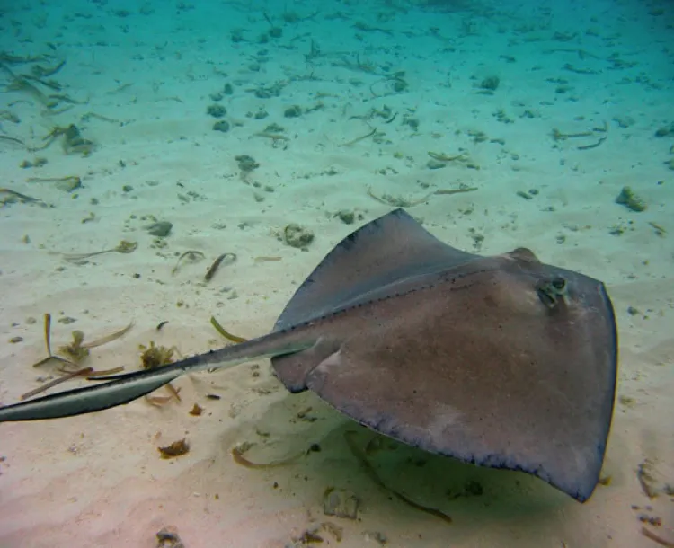 ¿Qué hacer si te pica una mantarraya o aguamala?